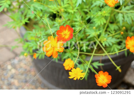 華麗的百日菊花 123091291