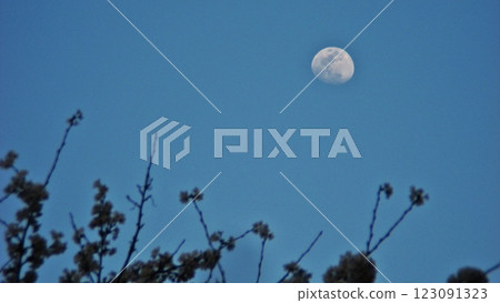 大田區世良田東照宮迎來春天，三天內將迎來蟲月和櫻花（2018年3月28日） 櫻花手帳 123091323