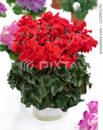Potted cyclamen Potted cyclamen 123091370