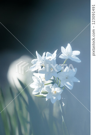 日本水仙花散發著初春的氣息 日本水仙花散發著初春的氣息 123091491