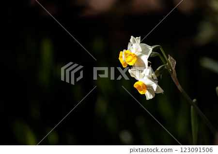 The Japanese daffodil flowers give off the scent of early spring The Japanese daffodil flowers give off the scent of early spring 123091506