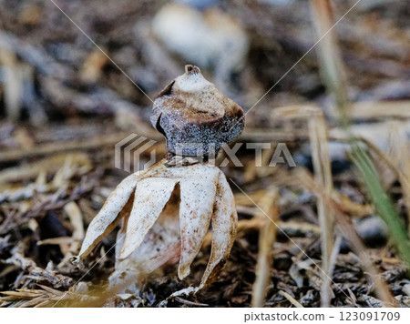 Little Dwarf, Cerulean Cerulea, Cerulea 123091709