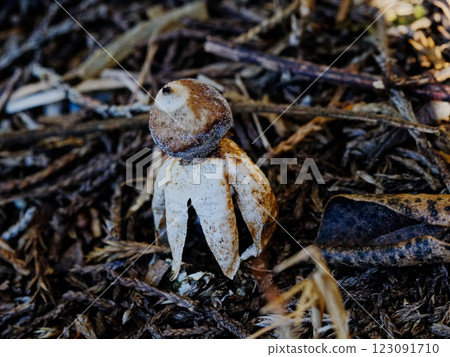 Little Dwarf, Cerulean Cerulea, Cerulea 123091710