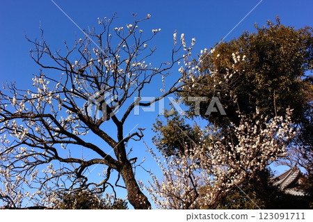 福藏院的白梅在二月的陽光下盛開（1） 123091711