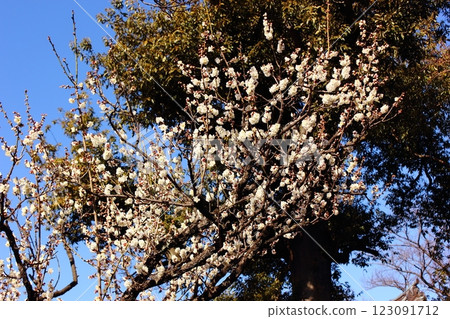 福藏院的白梅在二月的陽光下盛開（2） 123091712