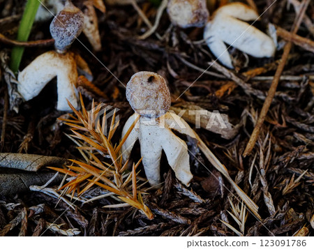 小矮人，蔚藍，蔚藍，蔚藍 123091786