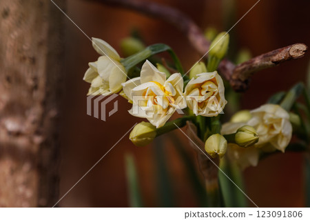 Daffodils starting to bloom in the garden 01 123091806