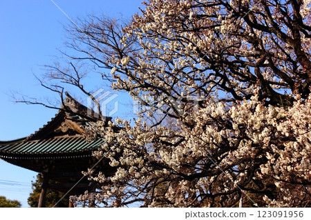 The white plum blossoms and bell tower of Fukuzo-in Temple are in full bloom under the clear blue sky of February. The white plum blossoms and bell tower of Fukuzo-in Temple are in full bloom under the clear blue sky of February. 123091956