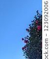 山茶花和晴朗的冬日 123092006