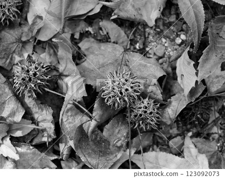 Seeds of the maple family 123092073