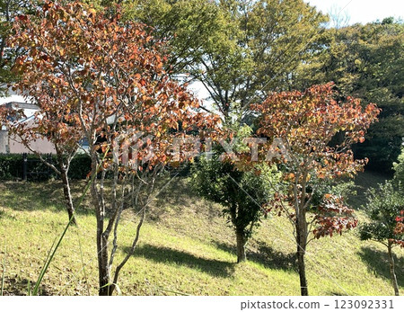 Autumnal leaves 123092331