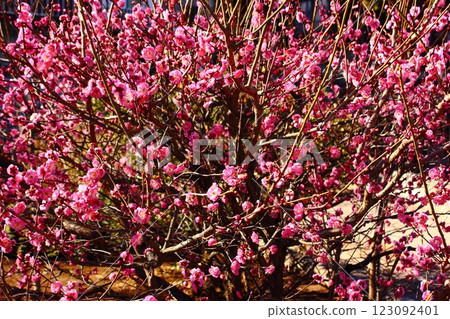 The red plum blossoms at Lumbini Garden in Fukuzo-in Temple are in full bloom (1) 123092401