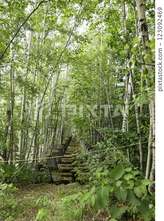Fresh green dazzling walkway 123092469