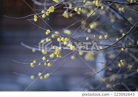 Old temple wax plum 123092643