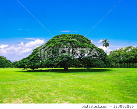 樹木，大樹，公園圖片夏威夷 123092856