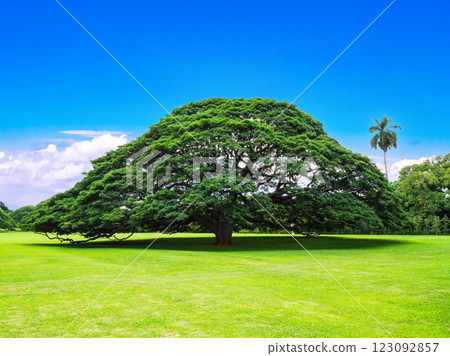 Trees, large trees, park images Hawaii 123092857