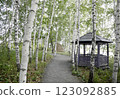  White birch trees 123092885