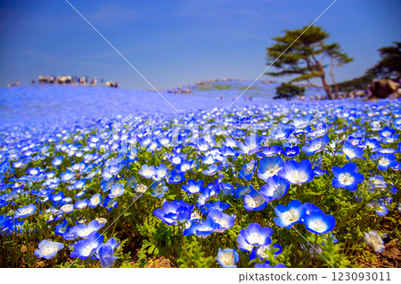 A hill full of nemophila flowers A hill full of nemophila flowers 123093011