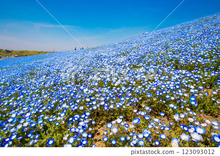 A hill covered with blooming nemophila flowers and tourists A hill covered with blooming nemophila flowers and tourists 123093012