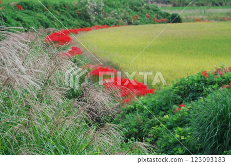 Fields of silver grass and blooming red spider lilies (Matsue City) Fields of silver grass and blooming red spider lilies (Matsue City) 123093183
