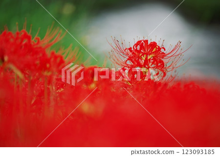 Crimson spider lilies (Matsue City) 123093185