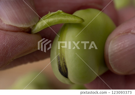 The process of making doubanjiang from broad beans The process of making doubanjiang from broad beans 123093373