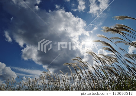 Autumn, when silver grass sways in the autumn sky (Sanbe Nishinohara: Oda City) Autumn, when silver grass sways in the autumn sky (Sanbe Nishinohara: Oda City) 123093512