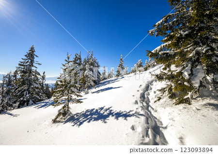 Snow covered pine trees in Carpathian mountains in winter sunny day. 123093894