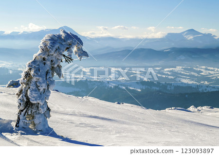Snow covered bent little pine tree in winter mountains. Arctic landscape. Colorful outdoor scene, Happy New Year celebration concept. Artistic style post processed photo. 123093897
