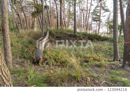 Hayashi Ogi: Earthworks remaining at the site of the main castle 123094218