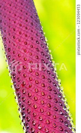 Macro Water Droplets on Exotic Flower Spadix for Nature and Botanical Themes Macro Water Droplets on Exotic Flower Spadix for Nature and Botanical Themes 123094453