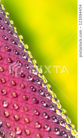 Close-up Water Droplets on Exotic Flower Spadix for Botanical and Nature Concepts 123094454
