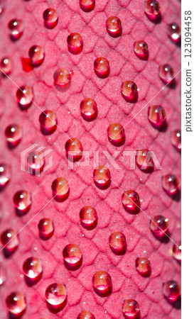 Macro shot of a textured pink plant surface with water droplets forming a grid-like pattern, reflecting light vividly. Macro shot of a textured pink plant surface with water droplets forming a grid-like pattern, reflecting light vividly. 123094458