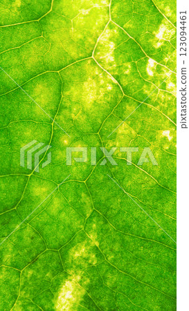 Close-Up of a Green Leaf with Sunlit Veins. Natural Texture and Pattern Close-Up of a Green Leaf with Sunlit Veins. Natural Texture and Pattern 123094461
