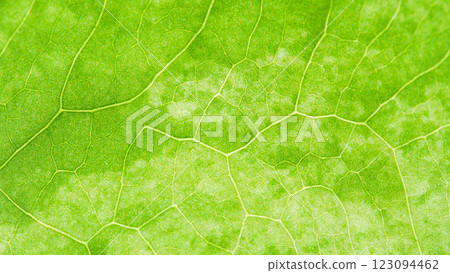 Green Leaf Vein Texture. Perfect for Nature Backgrounds and Eco Designs Green Leaf Vein Texture. Perfect for Nature Backgrounds and Eco Designs 123094462