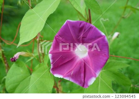 Morning glories blooming in the summer sunshine Morning glories blooming in the summer sunshine 123094545