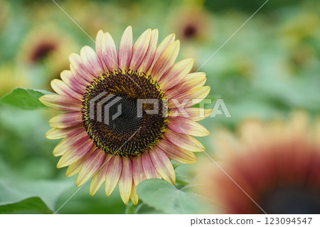 仲夏向日葵 123094547
