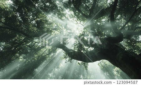 Komorebi Komorebi 123094587