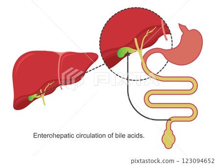 Enterohepatic Circulation of Bile . 123094652
