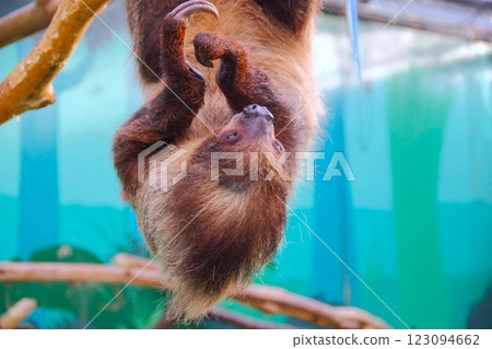 Two-toed sloth at North Safari Sapporo 123094662