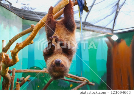 Two-toed sloth at North Safari Sapporo Two-toed sloth at North Safari Sapporo 123094663