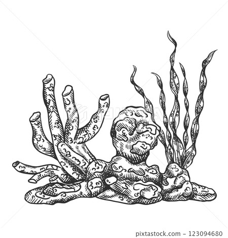 Vector illustration composition with an underwater world. Coral, seaweed and stone rock. Tropical underwater element of natural bottom world. Hand drawn textured sketch in black ink graphically Vector illustration composition with an underwater world. Coral, seaweed and stone rock. Tropical underwater element of natural bottom world. Hand drawn textured sketch in black ink graphically 123094680