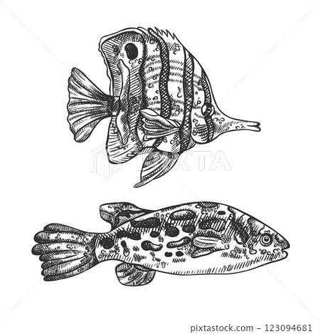 Vector illustration of sea fish. A tropical underwater animal. Tropical element of natural world. For postcards, prints. Hand drawn textured sketch in black and white on isolated background 123094681