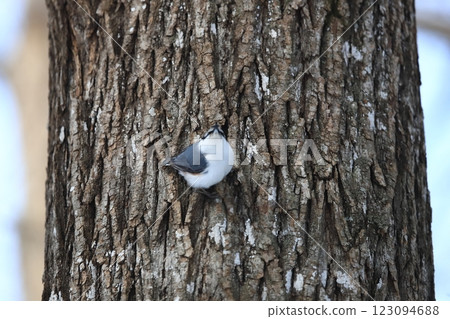 A nuthatch carrying food in a winter forest A nuthatch carrying food in a winter forest 123094688