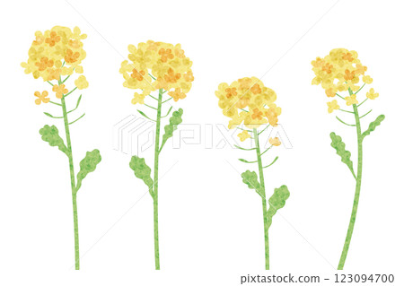油菜花的水彩風格向量插圖 油菜花的水彩風格向量插圖 123094700