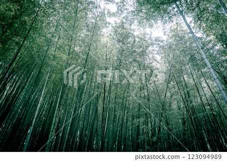 竹林風光 竹林風光 123094989