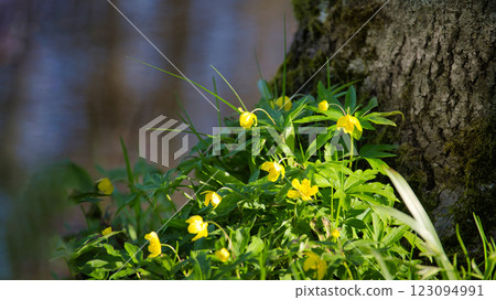 Sunlight kisses a vibrant cluster of yellow anemone flowers blooming at the base of an old tree. Sunlight kisses a vibrant cluster of yellow anemone flowers blooming at the base of an old tree. 123094991