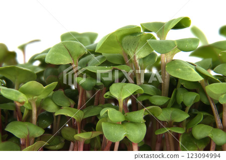 Close-Up of Fresh Green Microgreens Growing on White Background Close-Up of Fresh Green Microgreens Growing on White Background 123094994