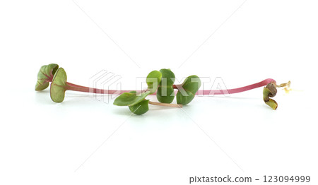Fresh Radish Microgreens on White Background Fresh Radish Microgreens on White Background 123094999
