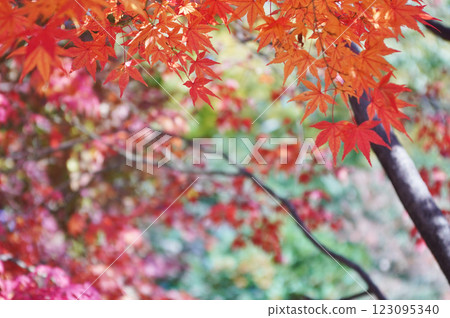 Autumn leaves in the park of the Fujita Museum of Art in Osaka 123095340